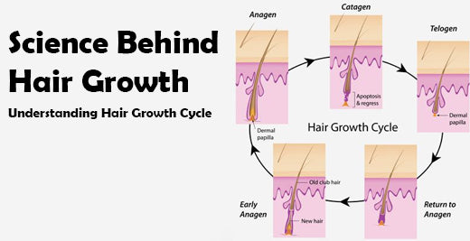 The Science Behind Hair Growth: Understanding the Hair Growth Cycle