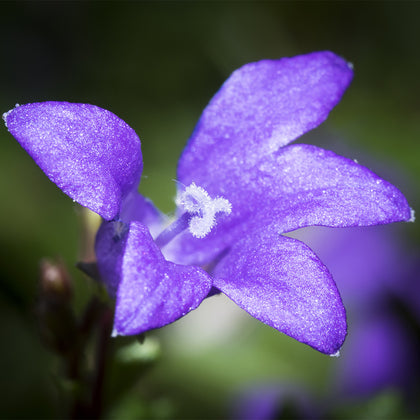 Allantoin