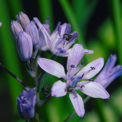 Allantoin