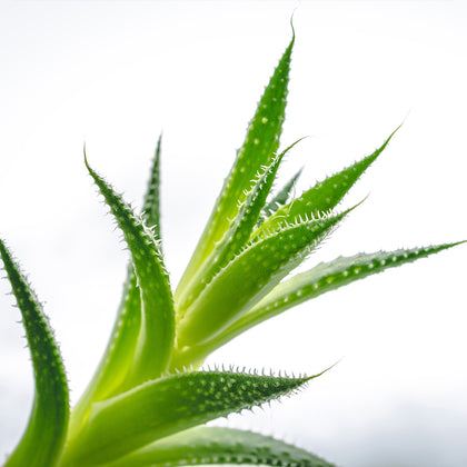 Aloe Vera Extract: