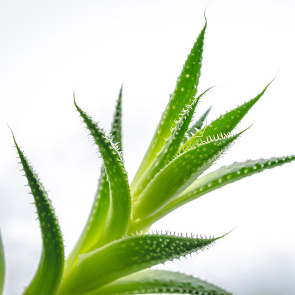 Aloe Extract