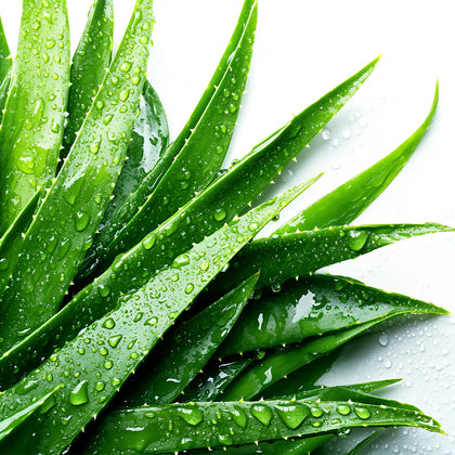 Aloe Vera Extract