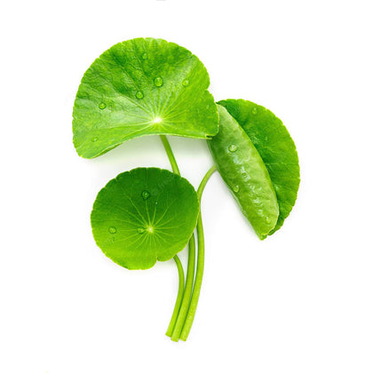 CICA Extract