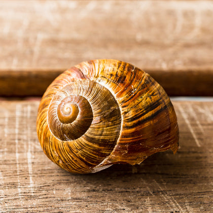 Snail Mucin